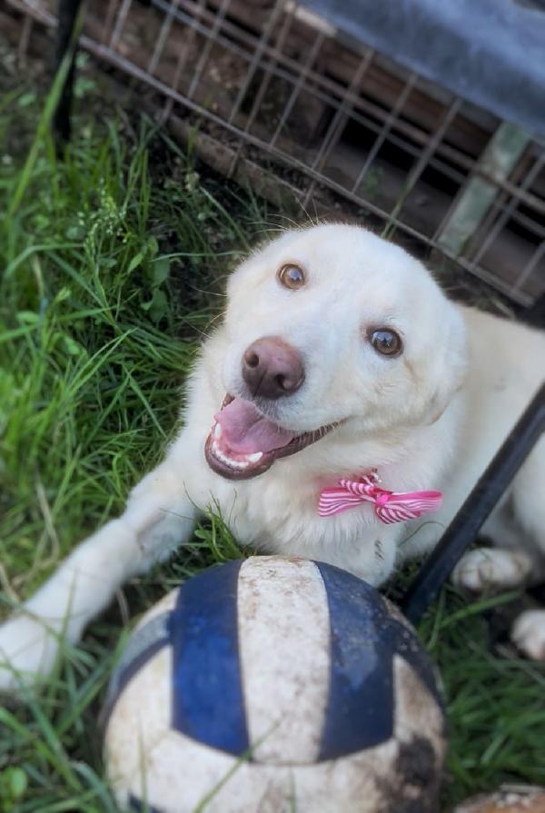 ZOOMY TAGLIA MEDIO-PICCOLA (13-15 kg circa) Foto 2